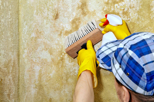 Best Mold Remediation for Healthcare Facilities  in Gaylord, MN