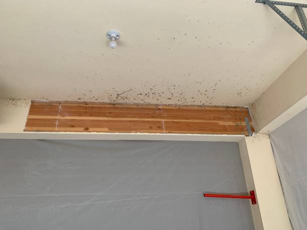 Best Biohazard Mold Removal  in Gaylord, MN